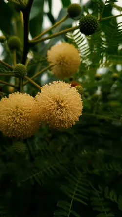 money trees HD