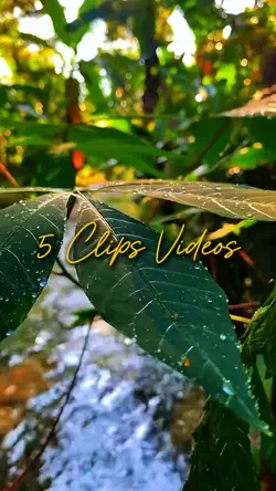 5 Clips Videos