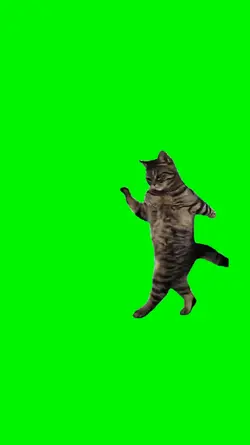 dance cat