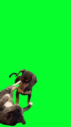 cat vs dog fight