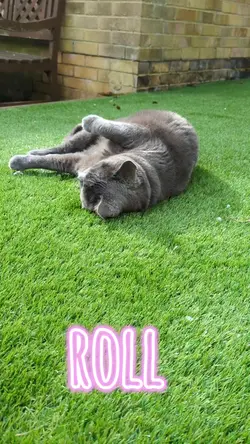 meow