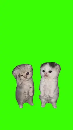 Cat/Gato
