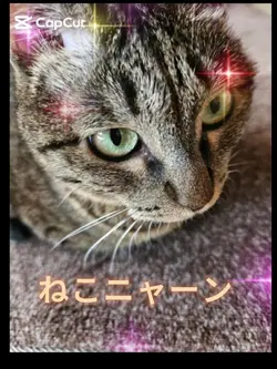 ねこニャーン