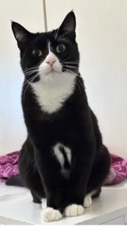 Gatto
