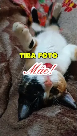 tira foto de pet