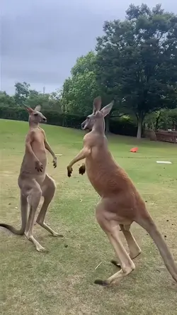 Kangaroo 