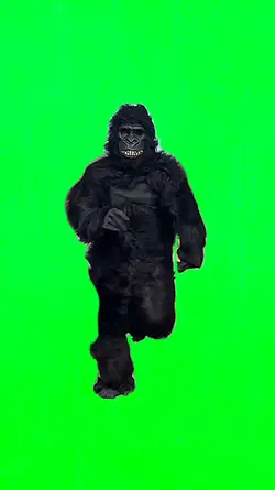Training Gorilla