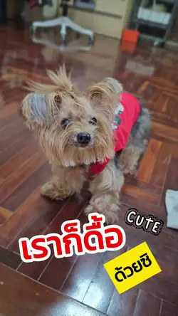 หมาน่ารัก ไอ้อ้วน