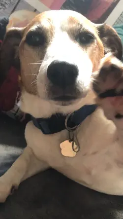 Doggie day! 