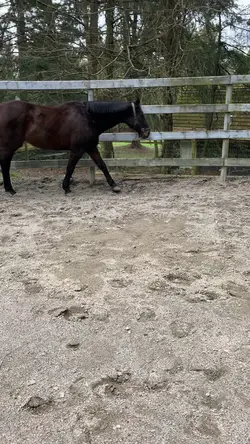 ⚠️FAKE AI HORSE⚠️