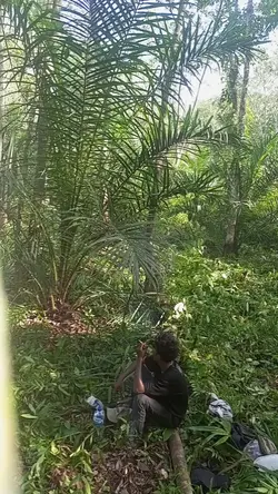 kebun sawit