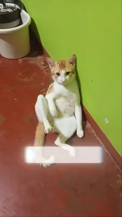 My Pusa