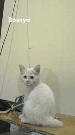 babunya x bosnya