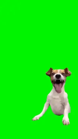 Laughing dog meme