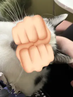 My cat <3