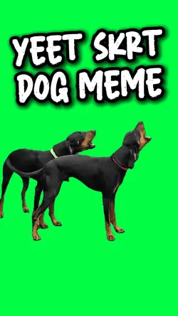 YEET SKRT DOG BARKS
