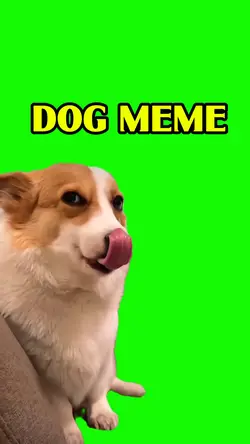 dog meme