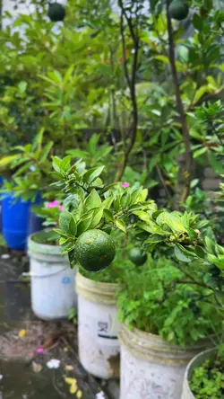 ছাদ বাগানের ভিডিও 
