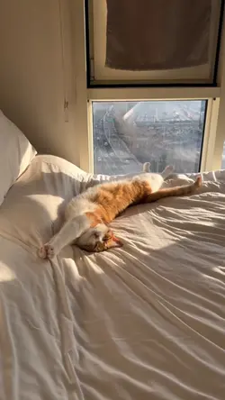 LAZY CAT