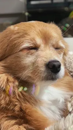 cute dog