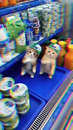 live photo dance cat