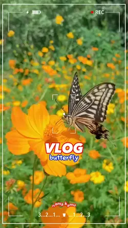 vlog butterfly