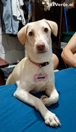 Pretty Girl 