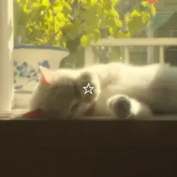 Soft Photo