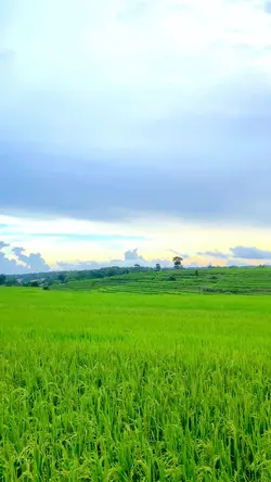 Sawah desa