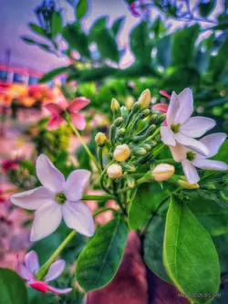 বাঁচতে চেয়েছিলাম 