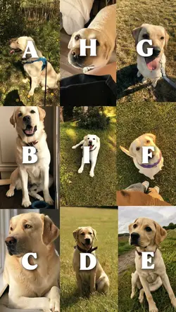 ABCDEF Dog