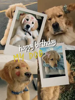 HBD my dog
