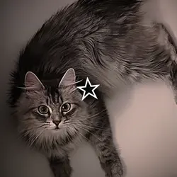 My cat<3