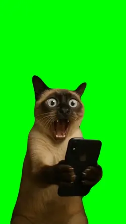 Cat Meme Reaction