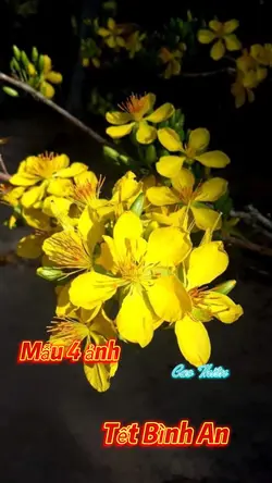 Mẫu 4 ảnh