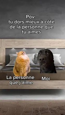 Chat ronfle