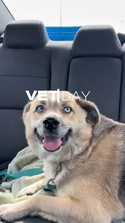 Dog Template