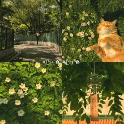suki dayo
