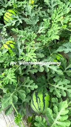 watermelon gardening