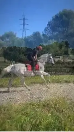 Crin blanc le boss