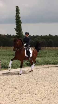 horse slowmo