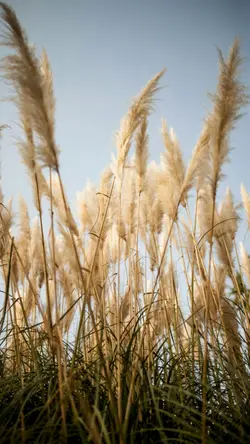 Surah An-Najm 