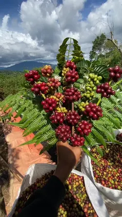 aku datang melamarmu