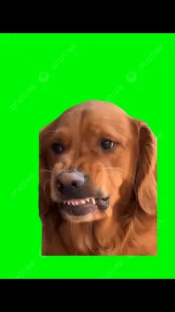 perros bravo