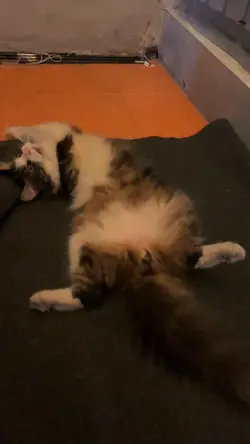 uiaa kucing