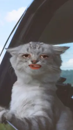 New cat template 
