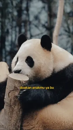 doakan anakmu ya bu