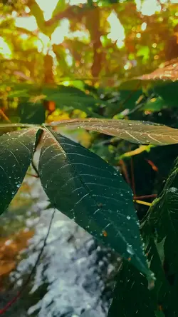 cinematic 6vidio