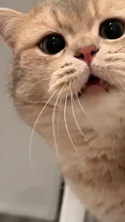 Kitten cute