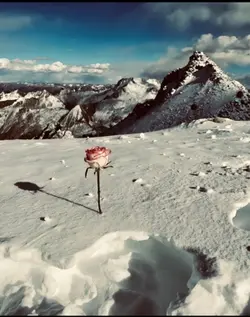 Sẽ sớm lụi tàn 🥀